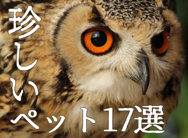 珍しいペット17選 値段や寿命飼いやすさ 懐きやすさまとめ ランキング情報サイトtop10