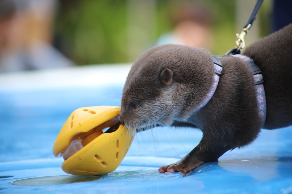 おもちゃの中のエサを取ろうとするコツメカワウソ カワウソ