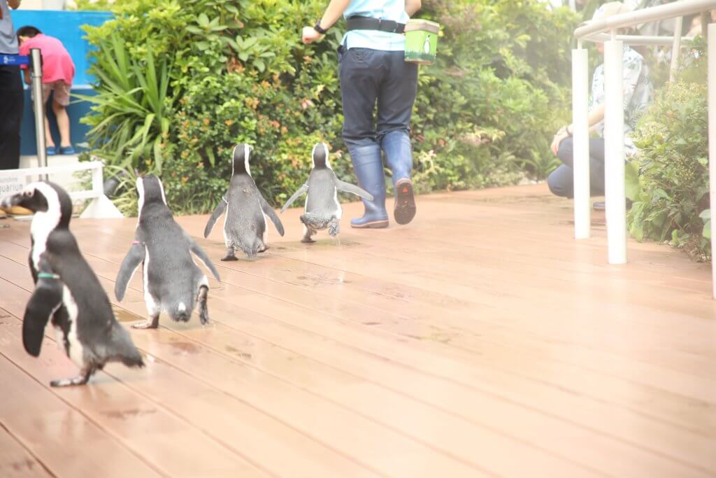 徒競走をするペンギン達